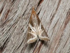 Phrataria transcissata