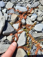 Epilobium brunnescens