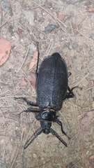 Acanthinodera cumingii