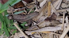 Spodoptera dolichos