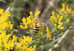 Cnemidandrena