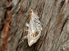 Phrataria transcissata