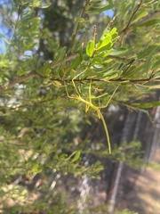 Didymuria violescens