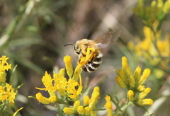 Cnemidandrena