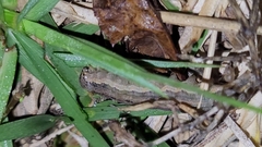 Spodoptera dolichos