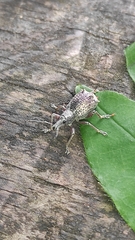 Hybreoleptops vestitus