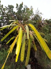Leucaena