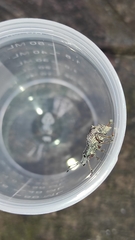 Hybreoleptops vestitus