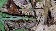 Spodoptera dolichos