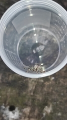 Hybreoleptops vestitus