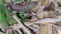 Spodoptera dolichos