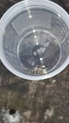 Hybreoleptops vestitus