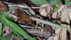 Spodoptera dolichos