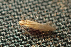 Caeciliusidae