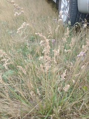 Chascolytrum subaristatum