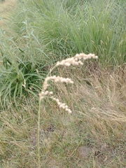 Chascolytrum subaristatum