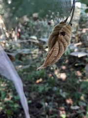 Helicteres baruensis