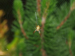 Novaranea queribunda