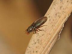 Acalyptratae