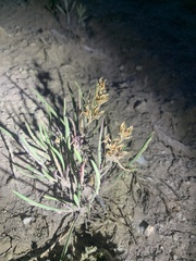 Penstemon penlandii