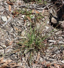 Rytidosperma bipartitum