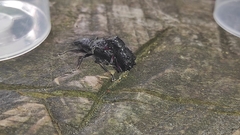 Megalometides cacicus