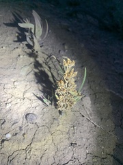 Penstemon penlandii