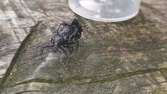 Megalometides cacicus