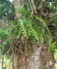 Selenicereus anthonyanus