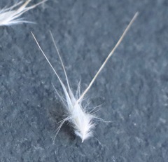 Rytidosperma bipartitum