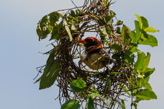 Anaplectes rubriceps