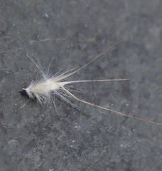 Rytidosperma bipartitum