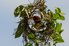 Anaplectes rubriceps