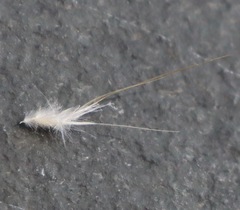 Rytidosperma bipartitum