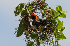 Anaplectes rubriceps