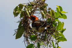 Anaplectes rubriceps