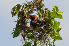 Anaplectes rubriceps