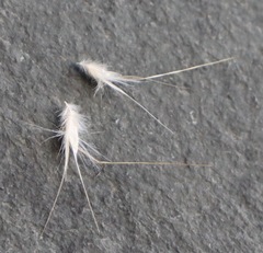 Rytidosperma bipartitum