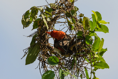 Anaplectes rubriceps