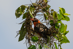 Anaplectes rubriceps