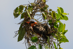 Anaplectes rubriceps
