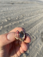 Megabalanus tintinnabulum