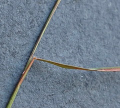 Rytidosperma bipartitum