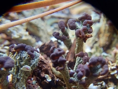 Cladonia subcariosa