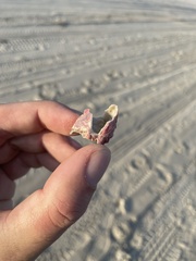 Megabalanus tintinnabulum