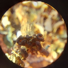 Cladonia subcariosa
