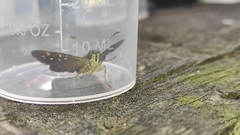 Butleria bissexguttatus