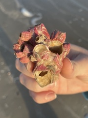 Megabalanus tintinnabulum