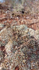 Cladonia subcariosa