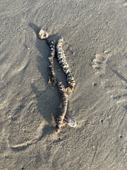 Sinistrofulgur pulleyi